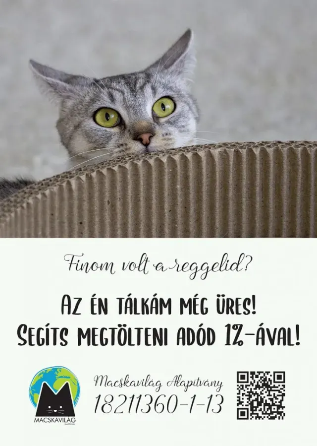 BookNoFees: Café – Cat Café – Budapest – Cat Café, fotografia 3