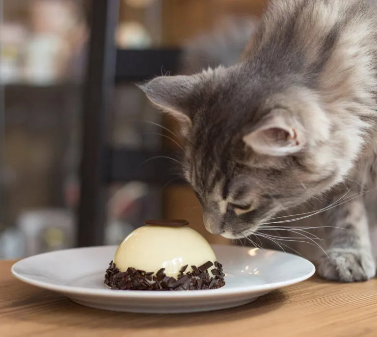 BookNoFees: Café – Cat Café – Budapest – Cat Café, fotografia 1