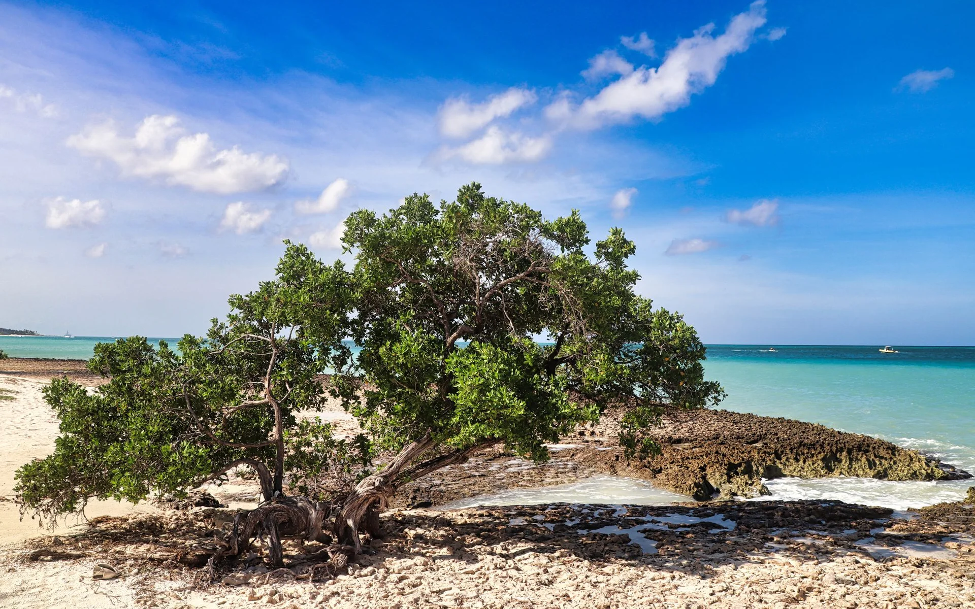 Árvore Divi-Divi na praia de Oranjestad, Aruba